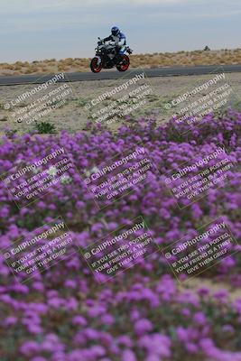 media/Jan-14-2023-SoCal Trackdays (Sat) [[497694156f]]/Turn 14 Exit Bloomig (145pm)/
